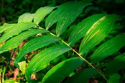 Gymnema sylvestre